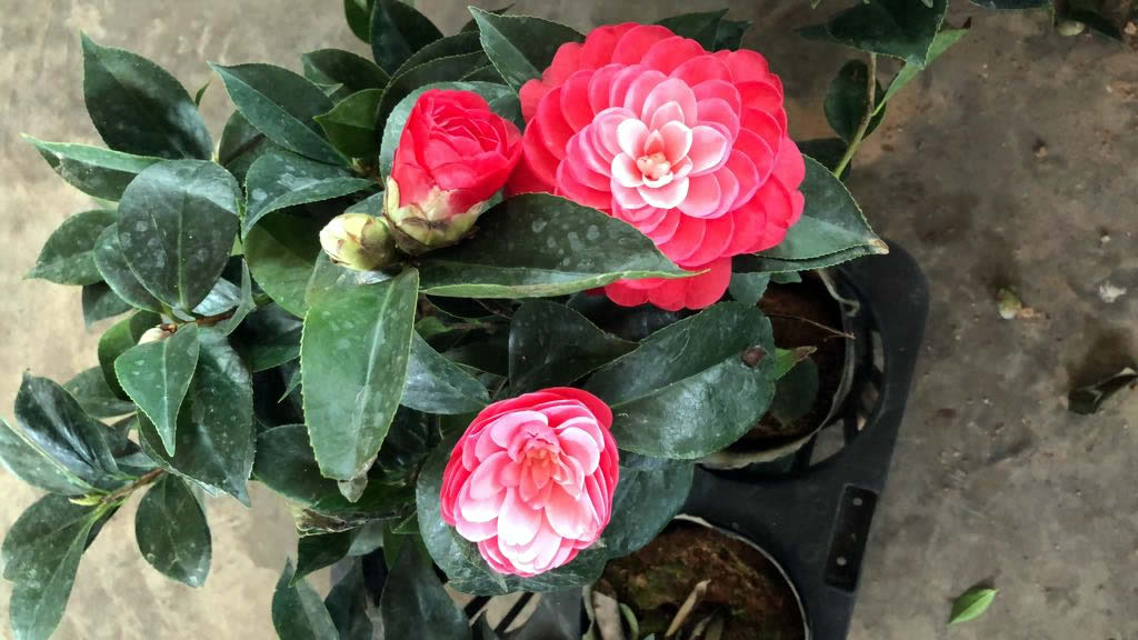 Camellia Flowers