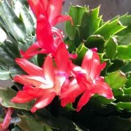 Cactus (Schlumbergera truncata)