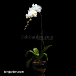 Phalaenopsis Sogo Yukidien White in Ceramic Pot (1 in 1)