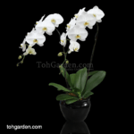 Phalaenopsis Sogo Yukidien White in Ceramic Pot (2 in 1)