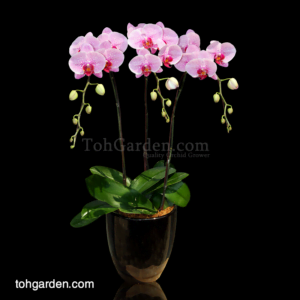 Phalaenopsis Novelty Pink Spotted in Ceramic Pot (3 in 1)