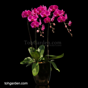 Phalaenopsis Sogo Yukidien Red in Ceramic Pot (3 in 1)