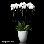 Phalaenopsis Sogo Yukidien White in Ceramic Pot (3 in 1)