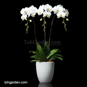 Phalaenopsis Sogo Yukidien White in Ceramic Pot (3 in 1)