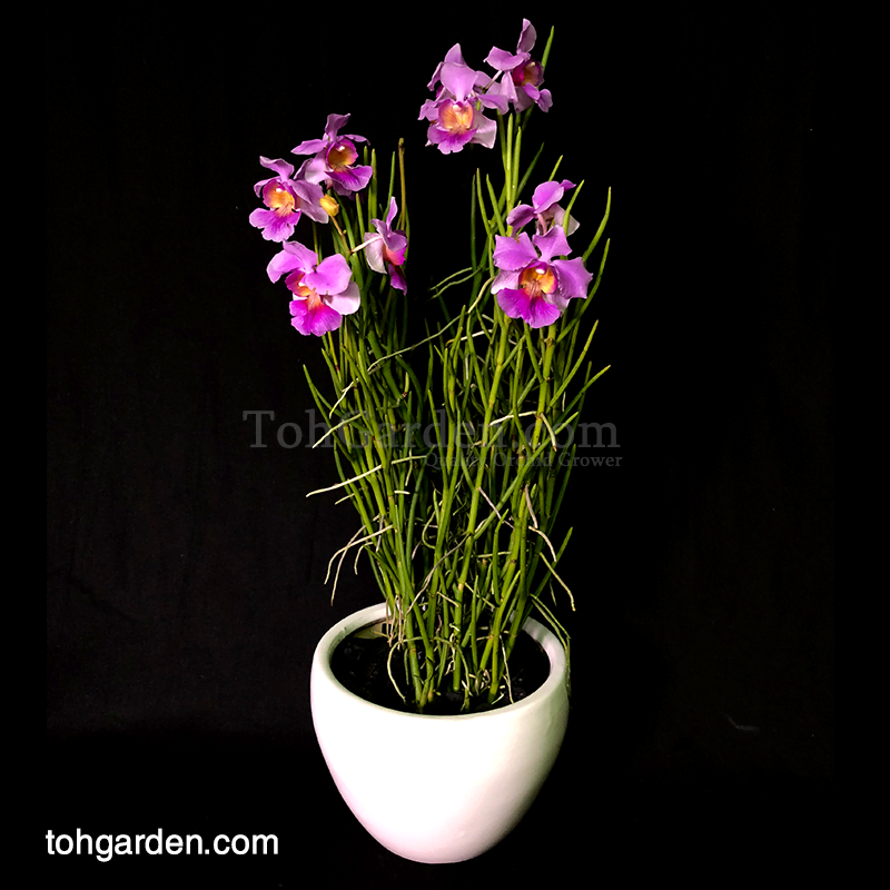 Papilionanthe (Vanda) Miss Joaquim hybrid in ceramic pot (3 in 1)