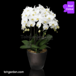 5-in-1 Phalaenopsis Sogo Yukidien White in Ceramic Pot