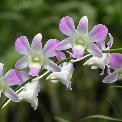 Dendrobium Lucian Pink