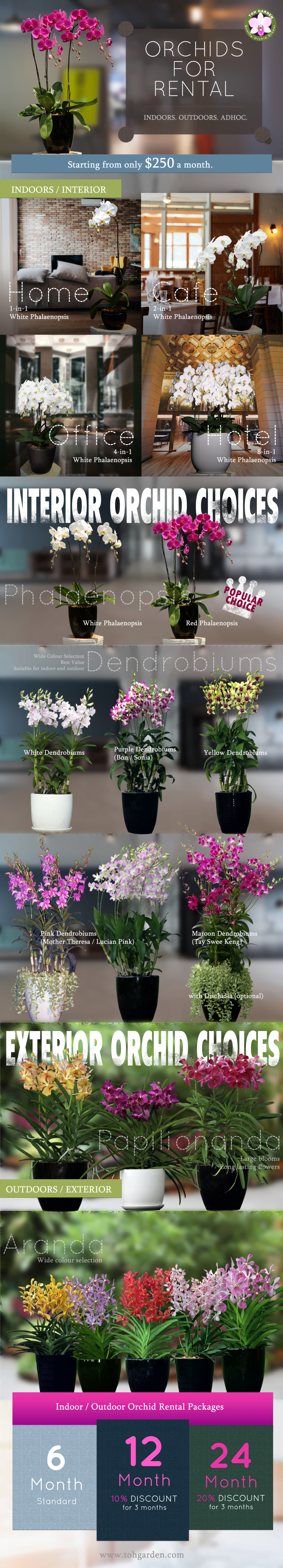 Monthly Orchid Plant Rental Service - Toh Garden: Singapore Orchid ...