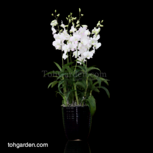 Dendrobium Princess White in Ceramic Pot