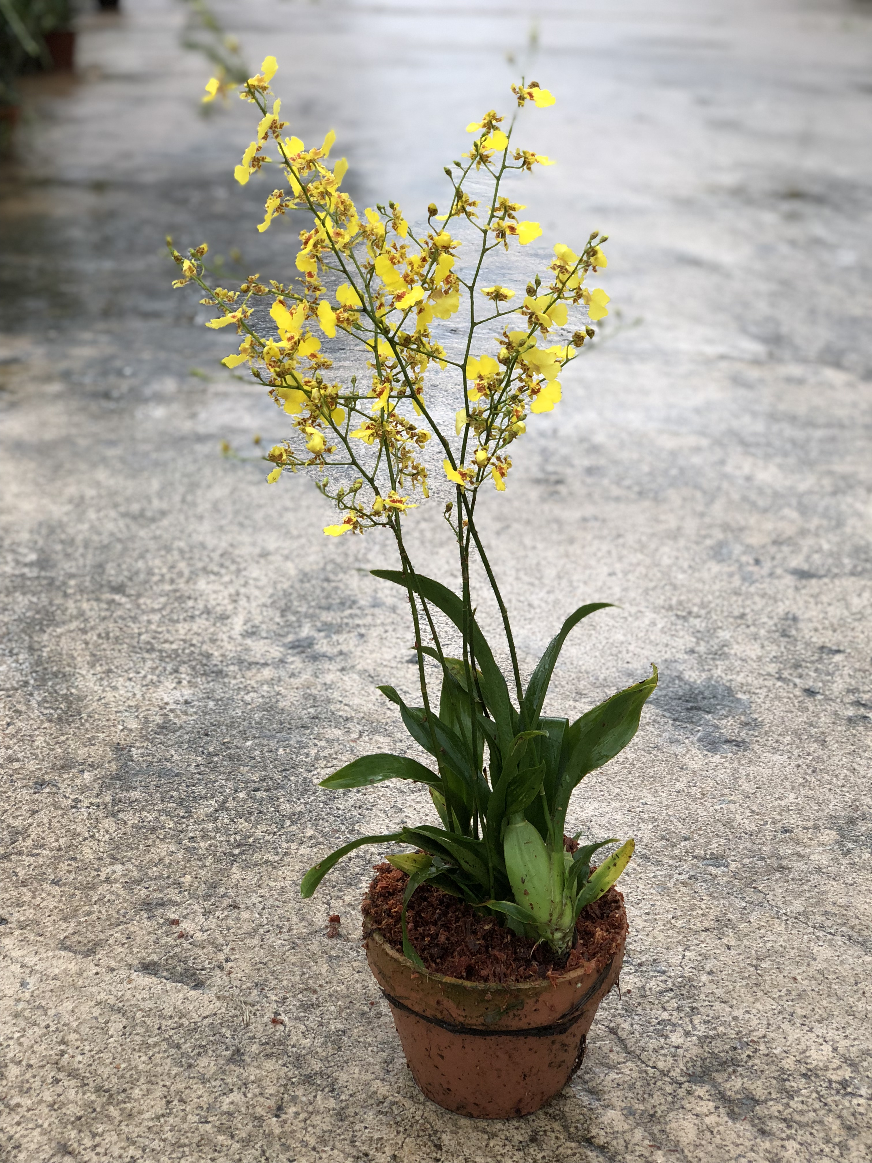 The Dancing Lady Orchid Oncidesa Goldiana Toh Garden Singapore Orchid Plant Flower Grower