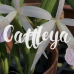 Cattleya Alliance Hybrids List