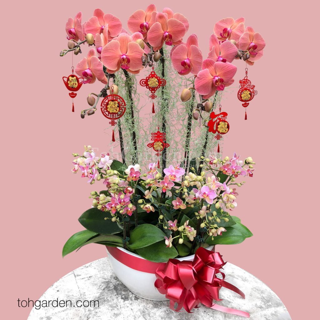 Chinese New Year Plants &amp; Orchids 2021 | Toh Garden: Singapore Orchid