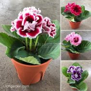 Gloxinia Sinnigia 15CM Pot