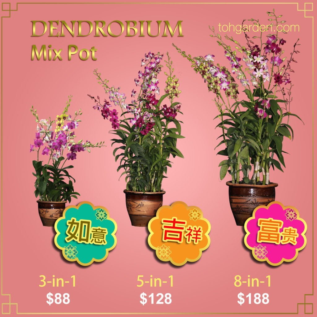 Dendrobium Mix Pots 