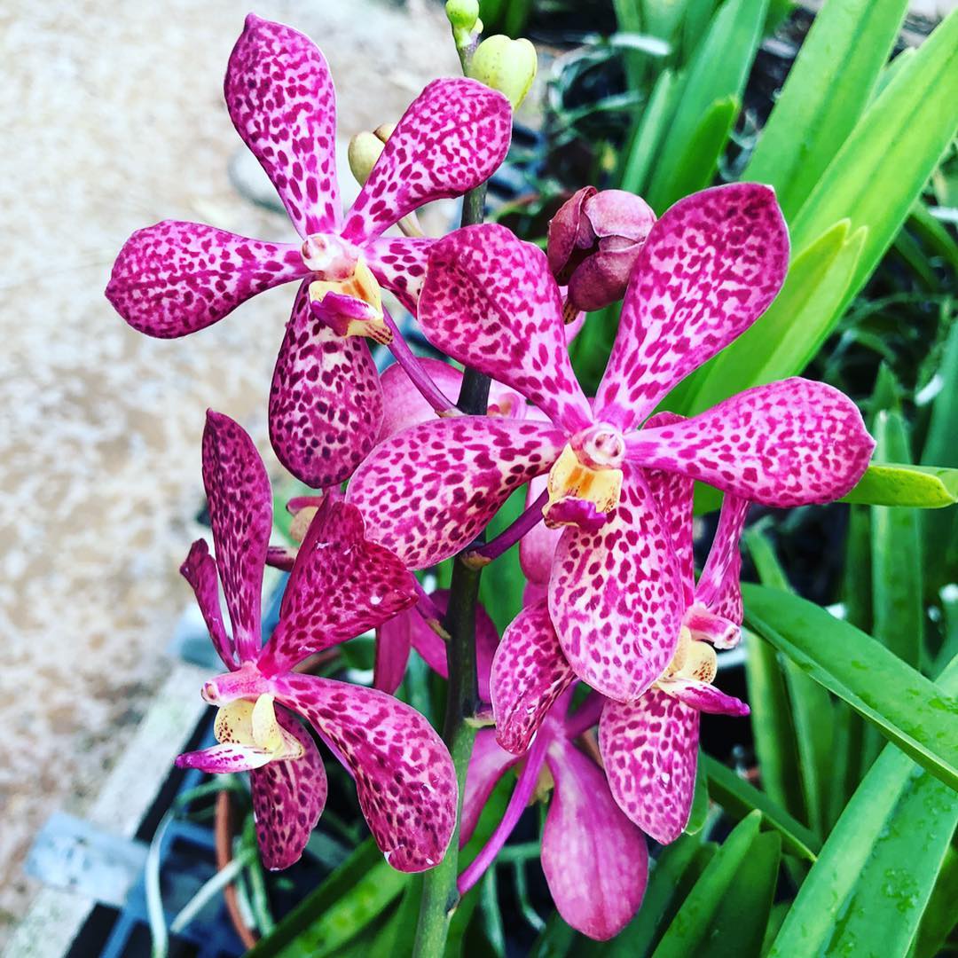 Chinese New Year 2020! Toh Garden Singapore Orchid Plant & Flower Grower