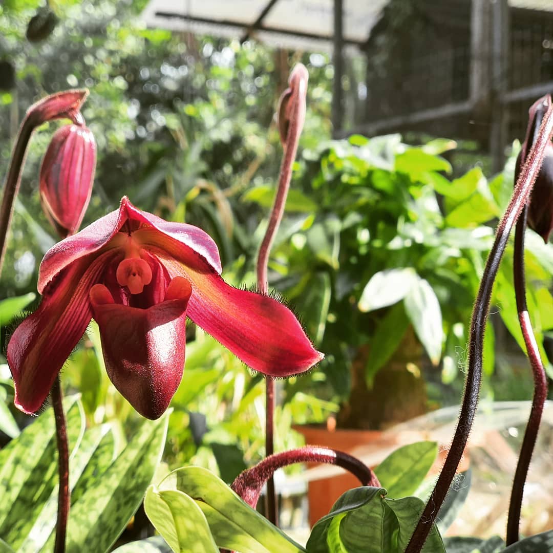 Chinese New Year 2020! - Toh Garden: Singapore Orchid Plant & Flower Grower