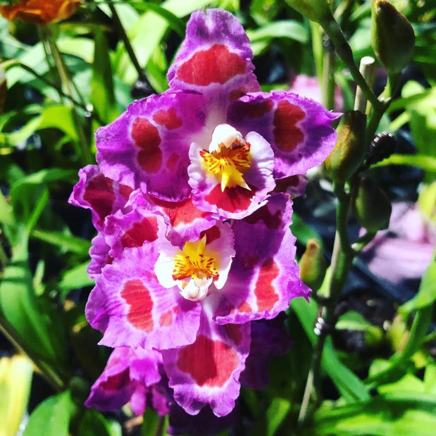 Chinese New Year 2020! Toh Garden Singapore Orchid Plant & Flower Grower