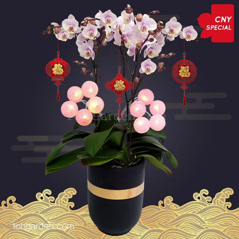 Phalaenopsis with Night Light