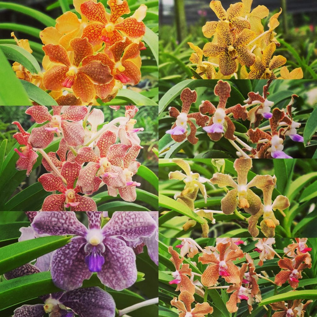 Fragrant Orchid Trio Pack (3 plants)