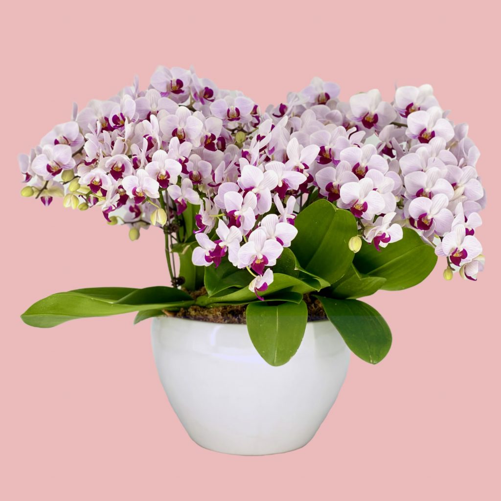 Phalaenopsis Cherub (5 in 1) Arrangement