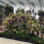 A Tale of Orchids