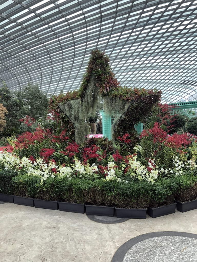 A Tale of Orchids - Toh Garden: Singapore Orchid Plant & Flower Grower