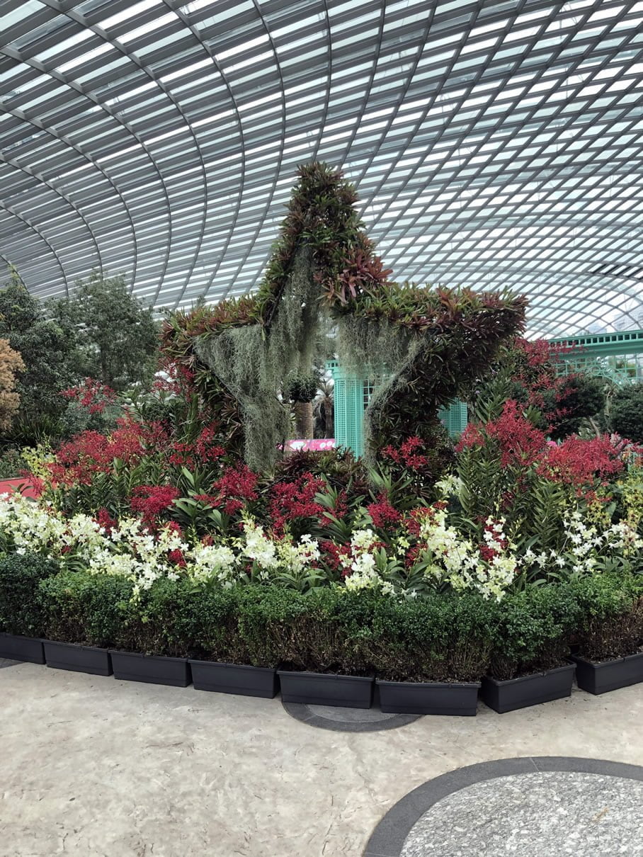 A Tale of Orchids | Toh Garden: Singapore Orchid Plant & Flower Grower