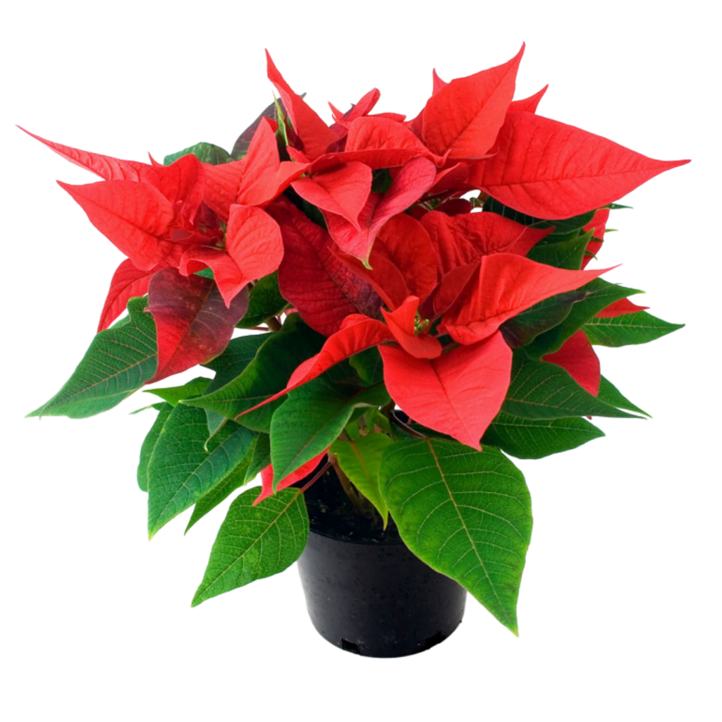 Fresh Poinsettia