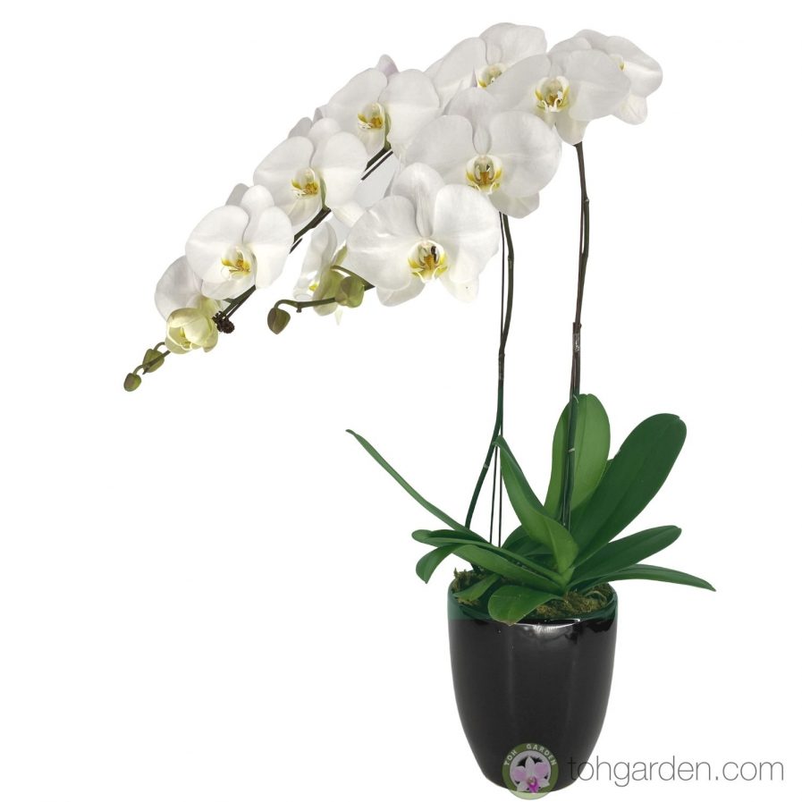 Phalaenopsis Sogo Yukidien (2 in 1)