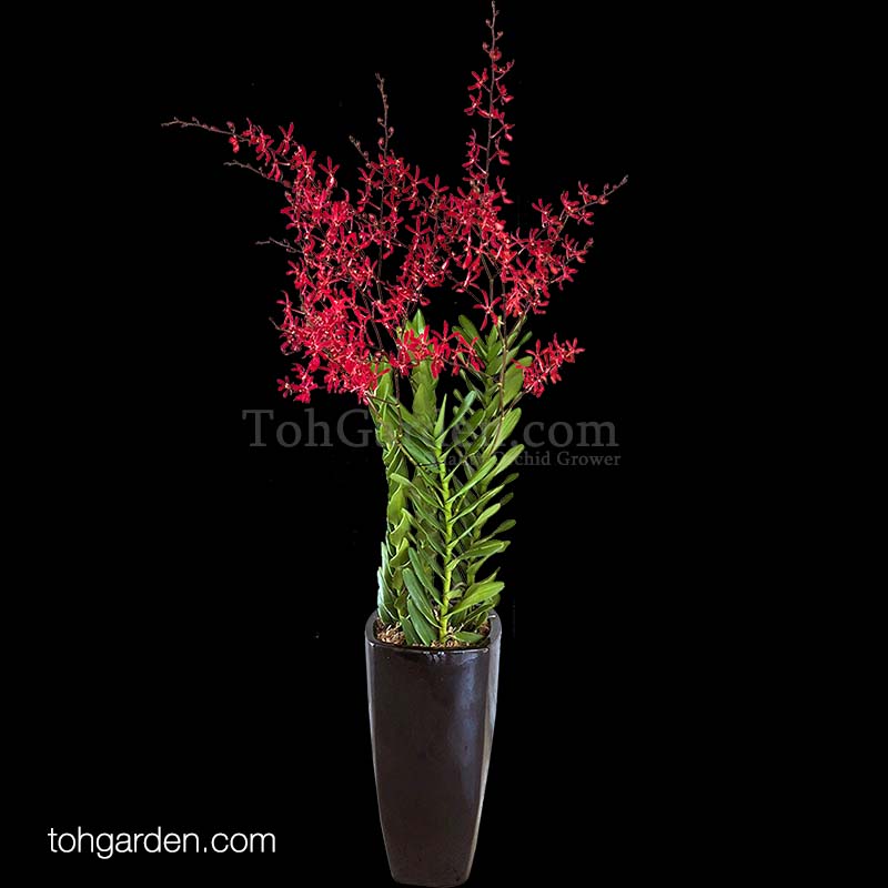 Aranthera James Storei Red (5 in 1)