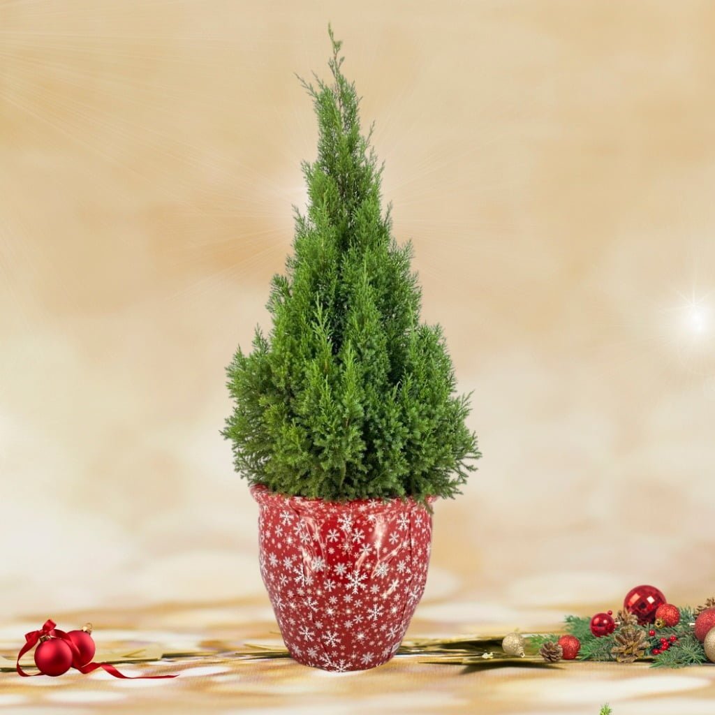 Christmas Tree (1.40m) Clay Pot with Christmas Wrapper