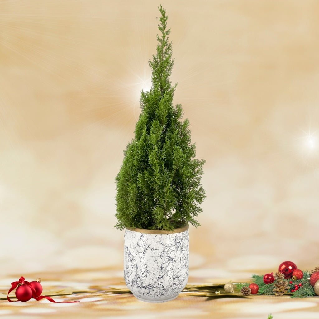 Christmas Tree (1.40m) in Modern Marbled Pot