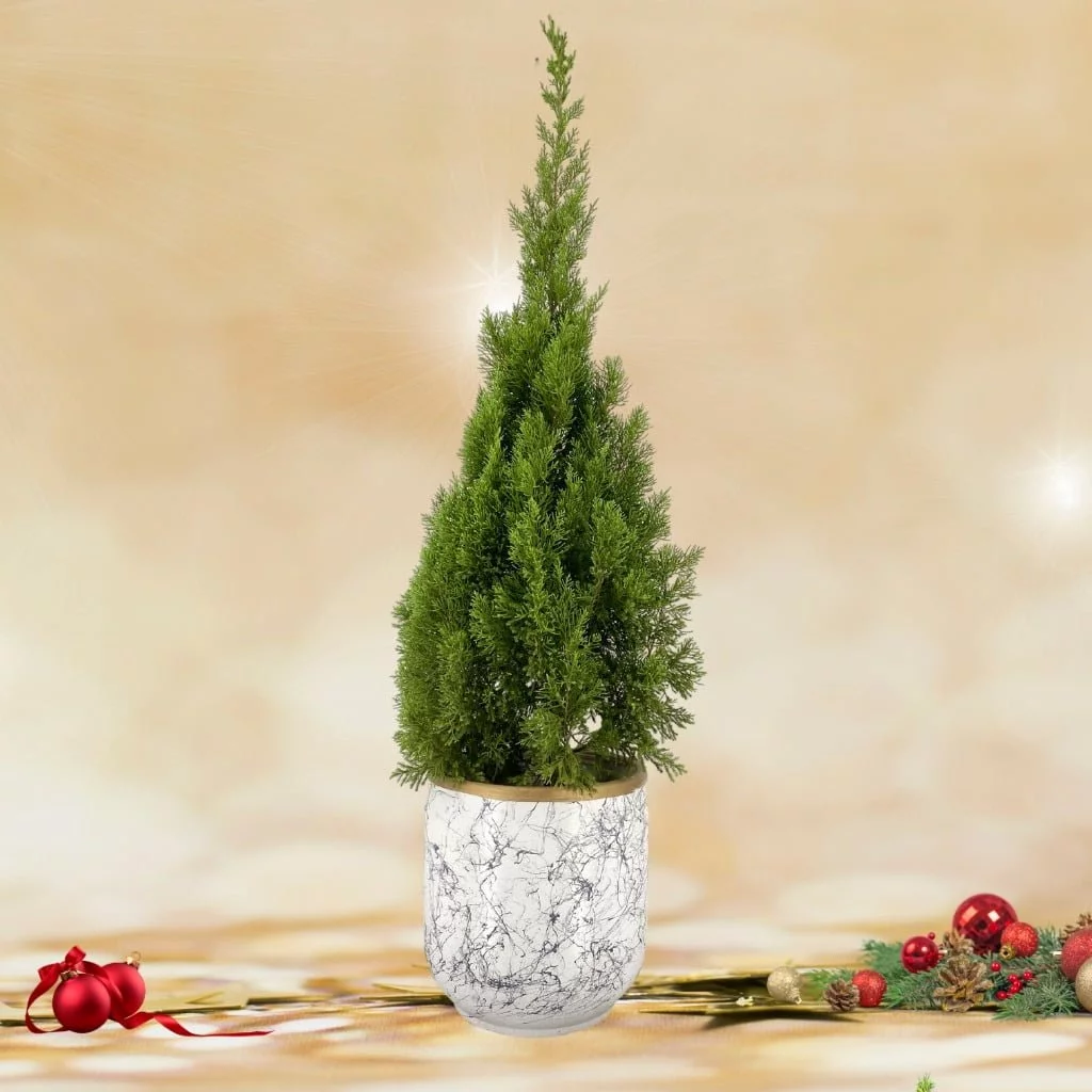 Christmas Tree (1.40m) in Modern Marbled Pot
