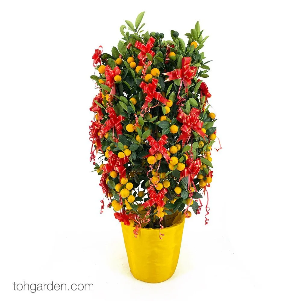 Kumquat In Gold