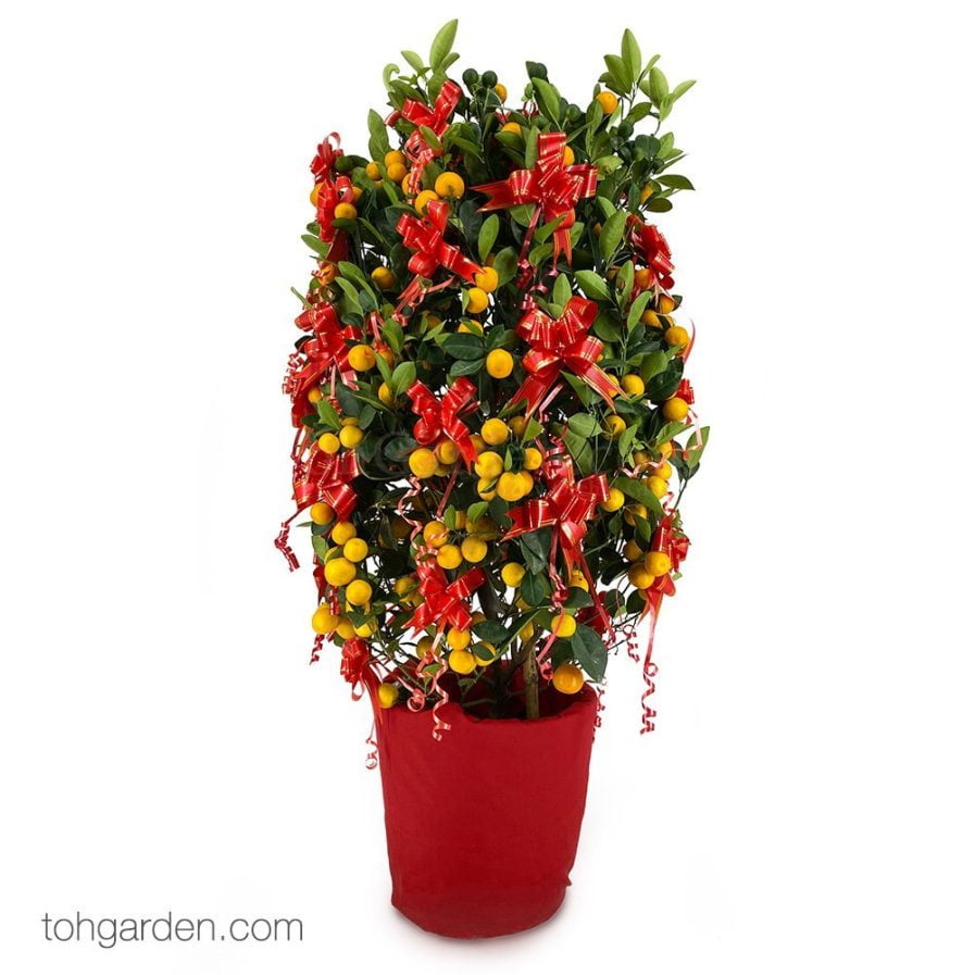 costco chinese new year plant