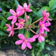 Epidendrum ibaguense (pink)