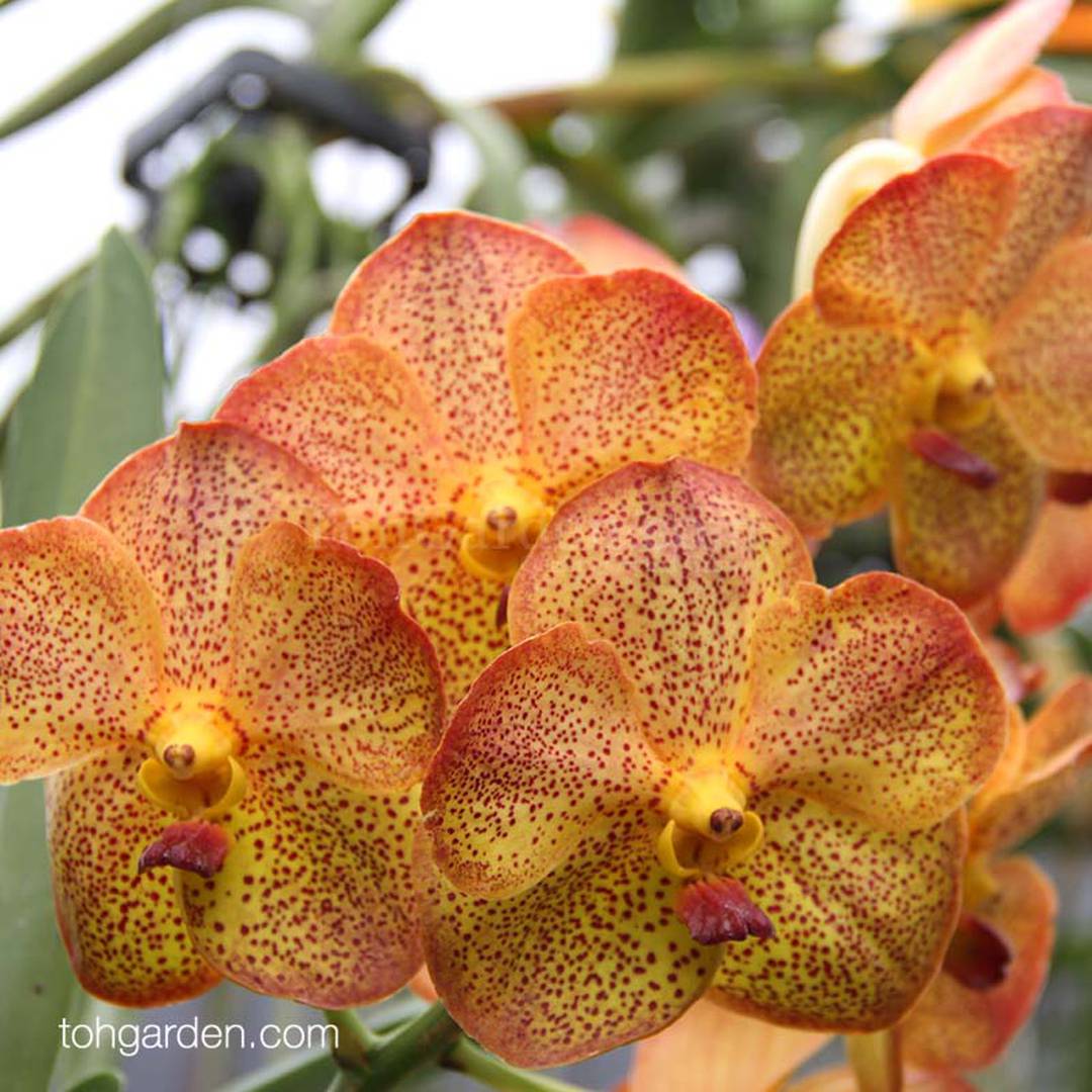 Hanging Strap leaf Vanda Orange (Seasonal) - Toh Garden : Singapore Orchid  Plant & Flower Grower
