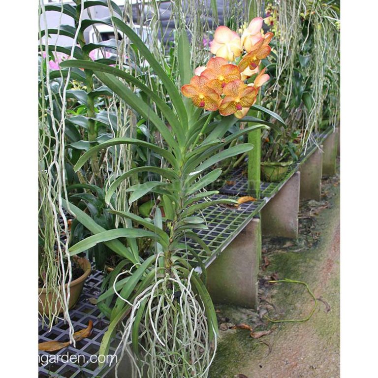 Hanging Strap leaf Vanda Orange (Seasonal) Toh Garden Singapore