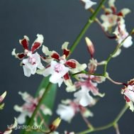 Oncidium Sharry Baby 'alba'