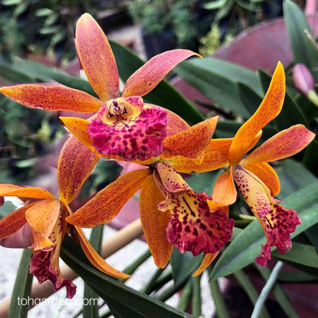 Brassocattleya Rustic Spots - Toh Garden : Singapore Orchid Plant ...
