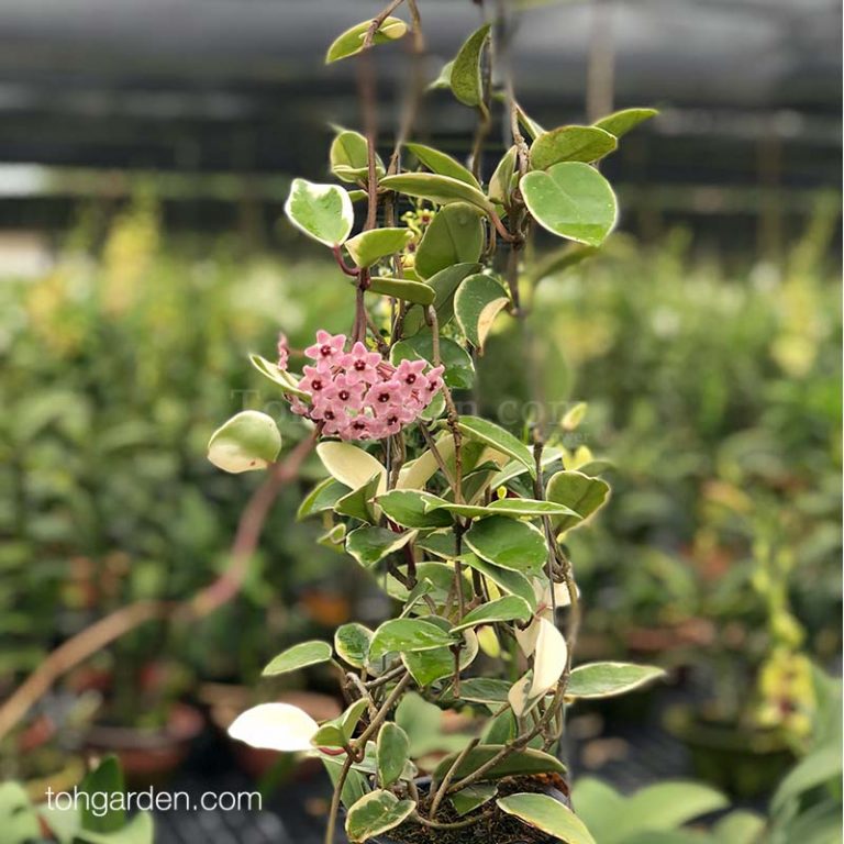 Hoya carnosa Toh Garden Singapore Orchid Plant & Flower Grower