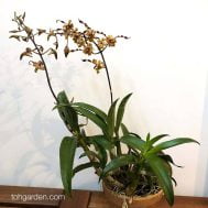 Dendrobium Black Spider hybrid