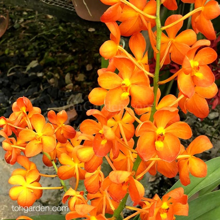 Renantanda Memoria Aston Hoo (Cutting) - Toh Garden : Singapore Orchid ...