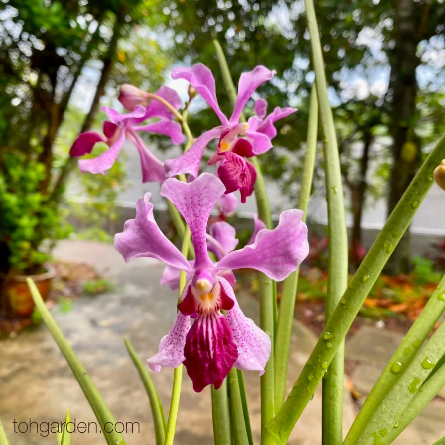 Papilionanda Madame Dinger