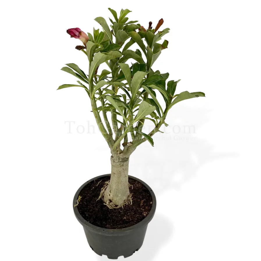 沙漠玫瑰 Adenium