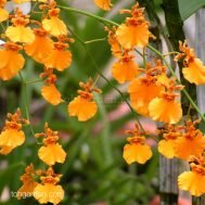 Oncidesa Gower Ramsey “Sunkist“ (1977)