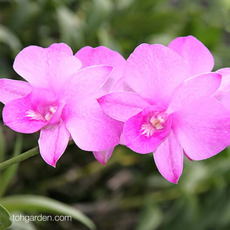 Dendrobium Phalaenopsis Hybrid “Pastel Pink”