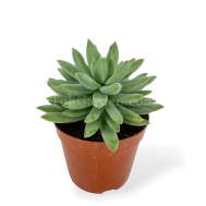 多头玉株莲 Succulent (Spiky Green)