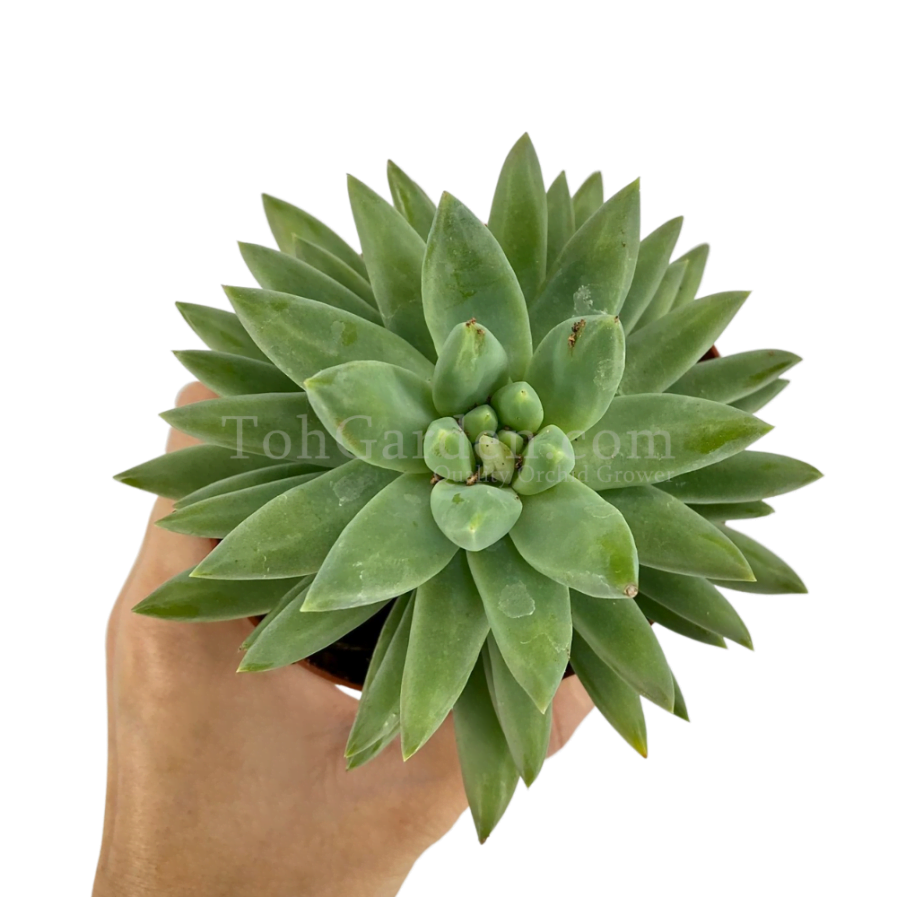 Succulent (Spiky Green)