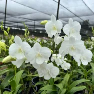 Dendrobium Burana White (1999)